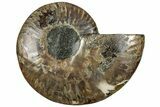 Cut & Polished Ammonite Fossil (Half) - Madagascar #292821-1